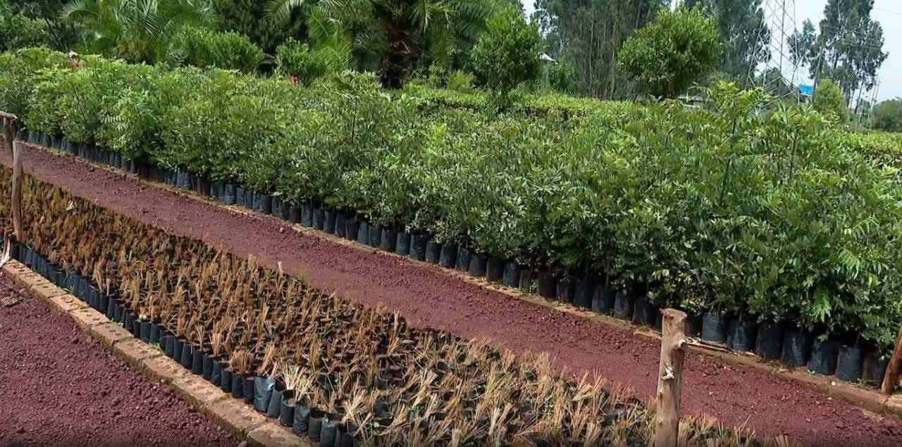 The-Green-Footprint-program-is-playing-a-significant-role-in.jpg